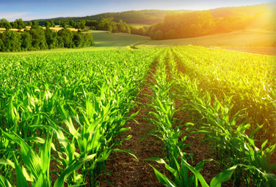 Agriculture